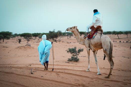 A man leads a camel in the desert near Nouakchott, Mauritania, showcasing traditional attire and transportation.