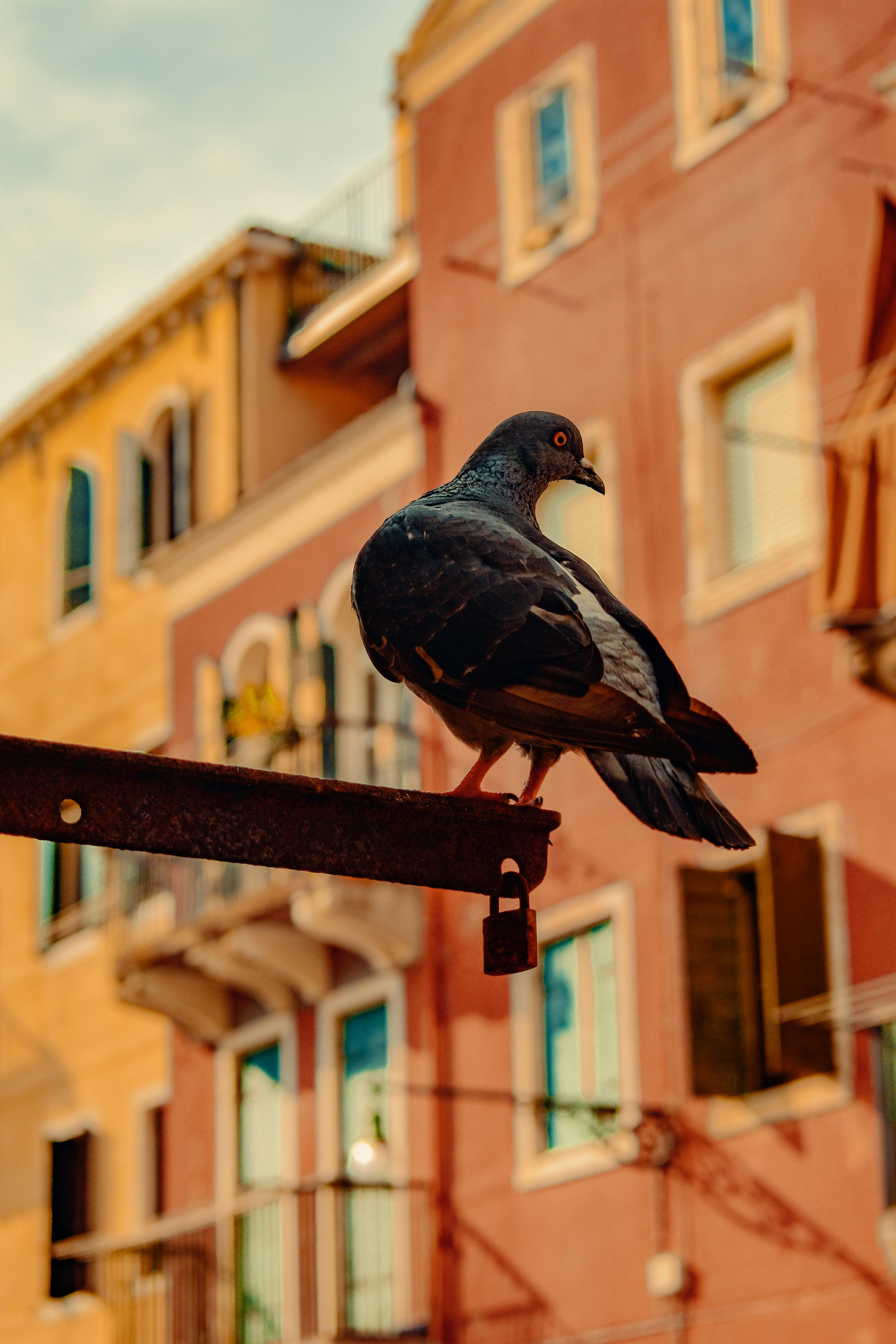 A pigeon perched on a metal bar with colorful Venetian buildings in the backdrop, evoking urban charm.