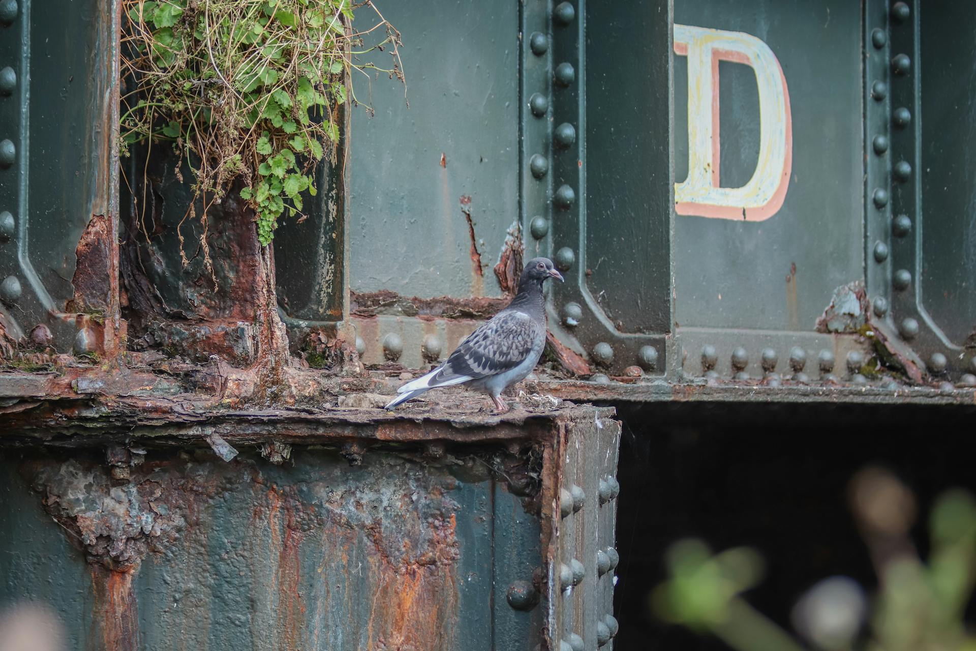 Pigeon Sitting on Metal Rusty Rail Car