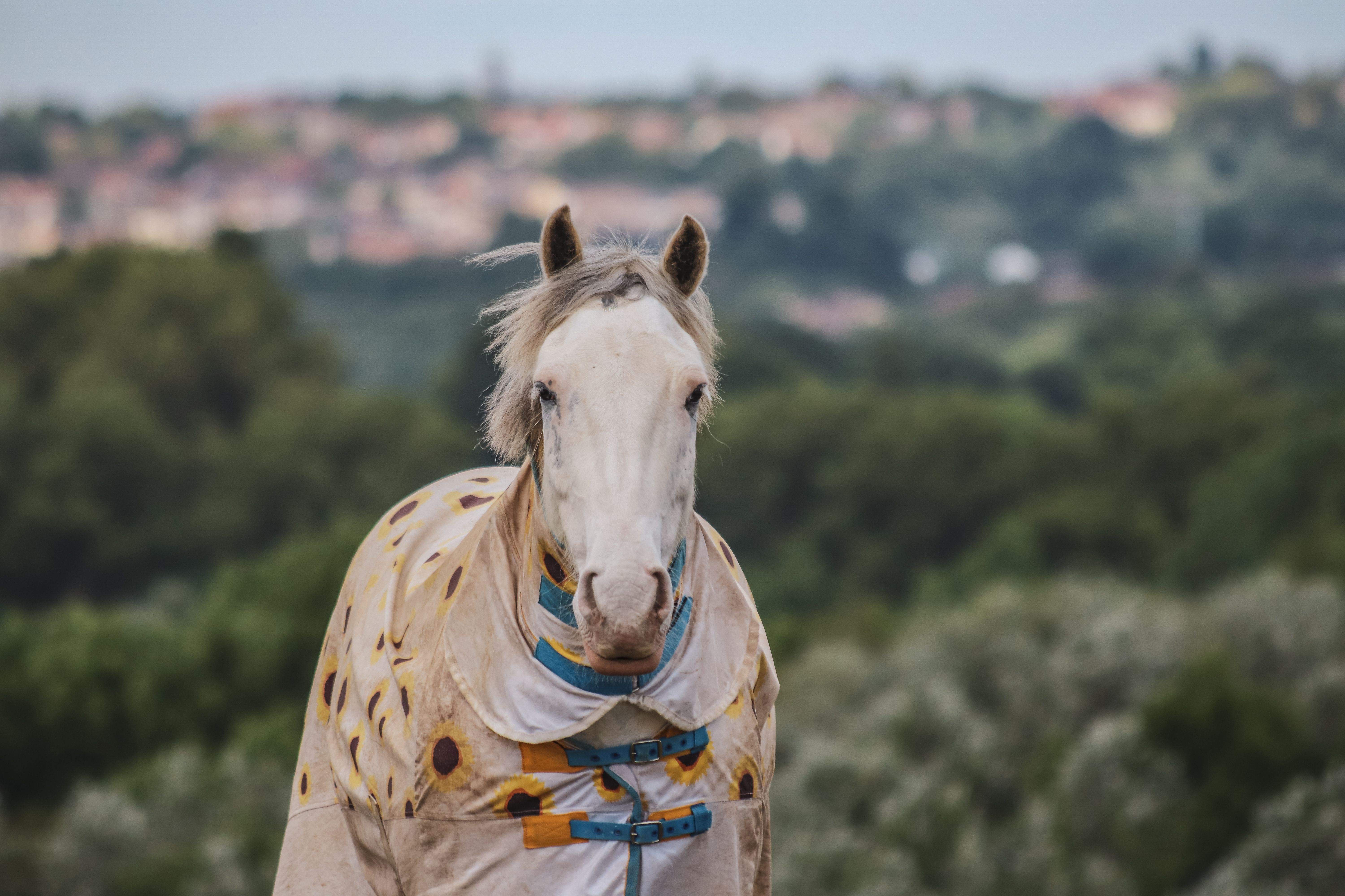 A white horse wearing a coat stands in a lush green countryside setting.