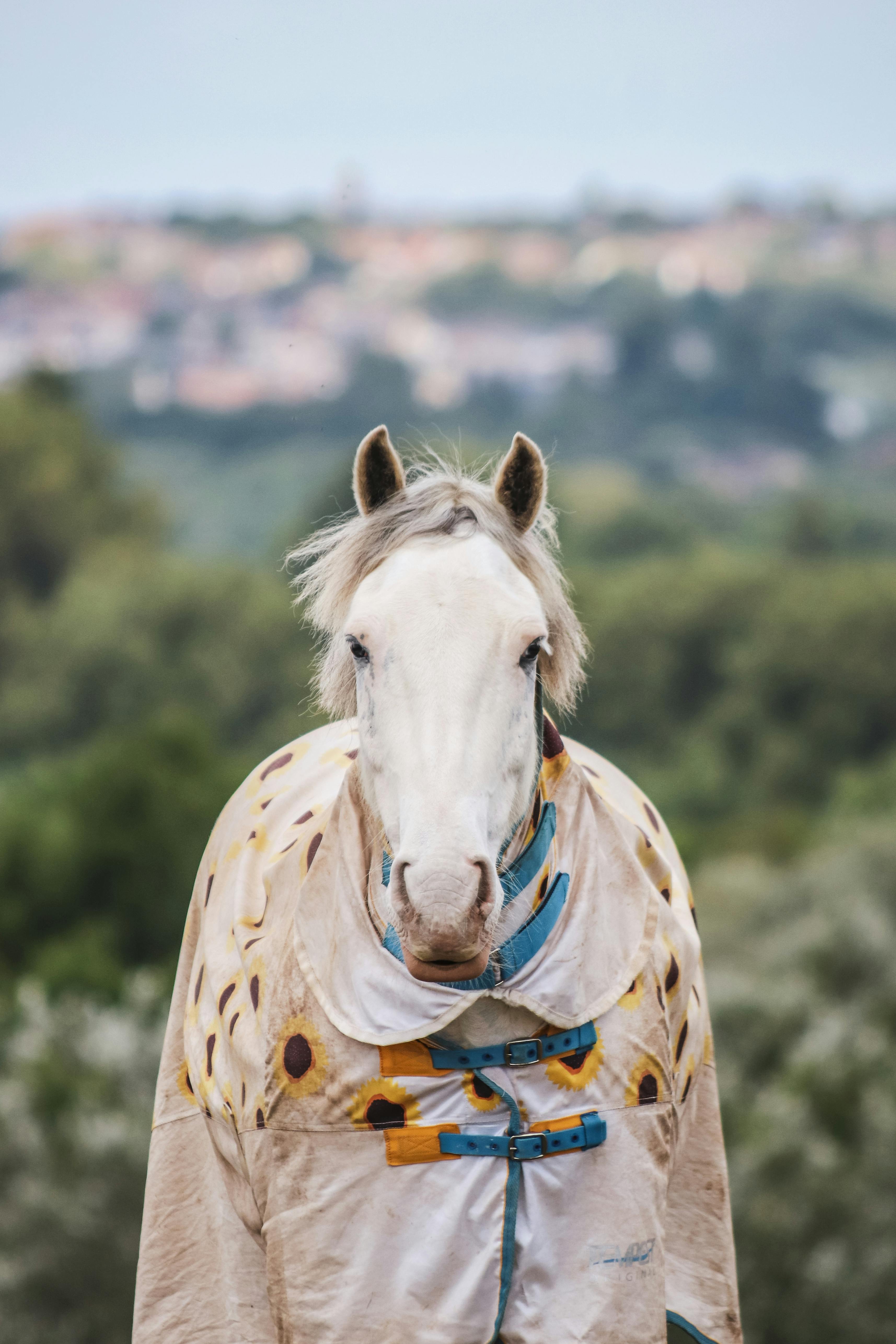 A white horse stands outdoors in a colorful protective blanket, surrounded by a rural landscape.