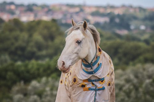 Základová fotografie zdarma na téma bílý kůň, fotografování zvířat, hřiště