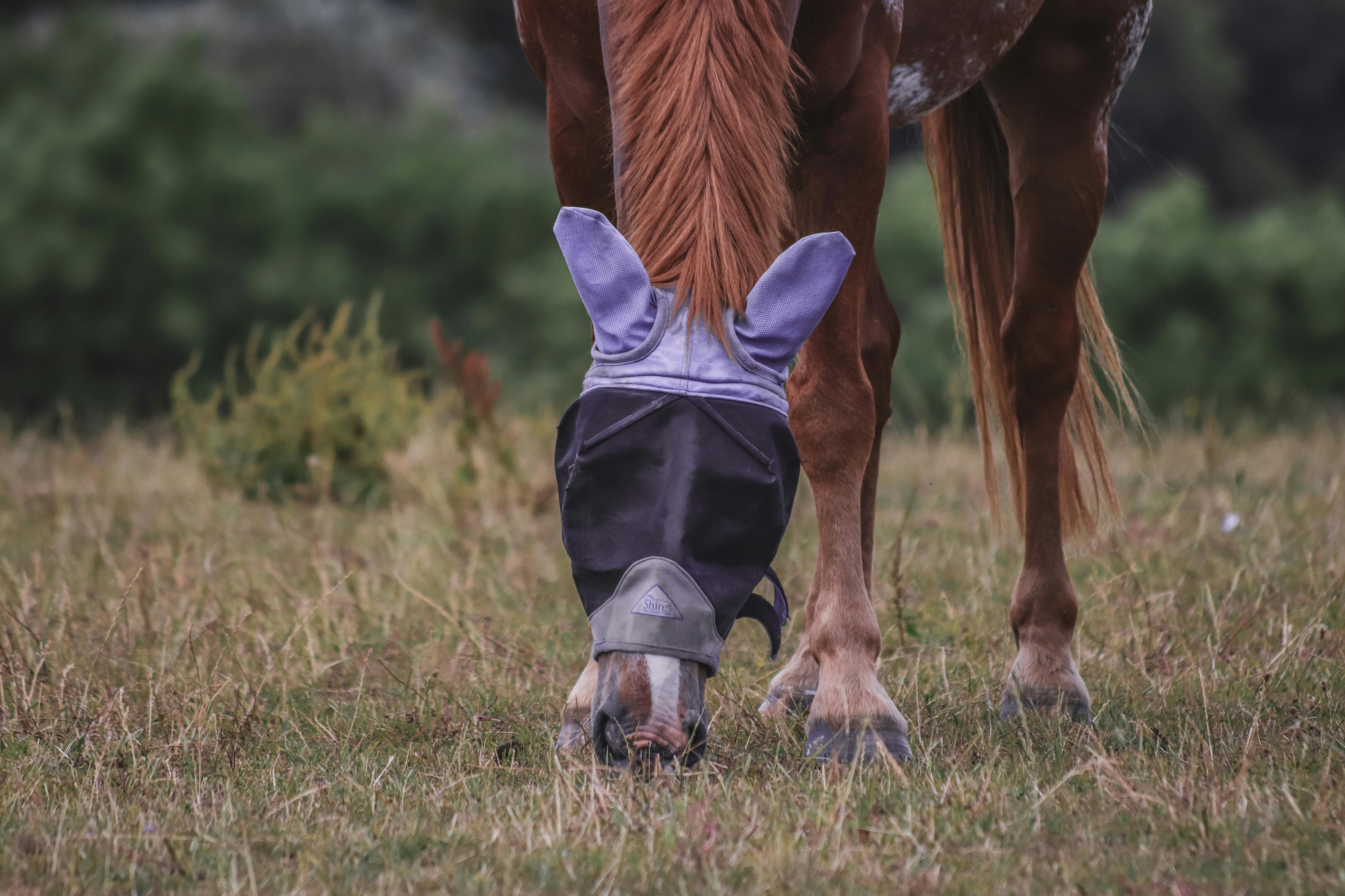 Brown Horse in Blindfolds Grazing Grass on a Pasture · Free Stock Photo