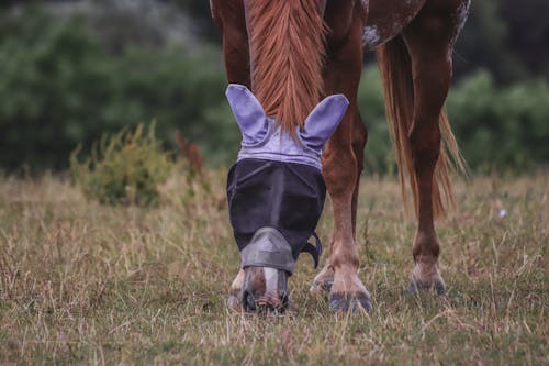 Brown Horse in Blindfolds Grazing Grass on a Pasture