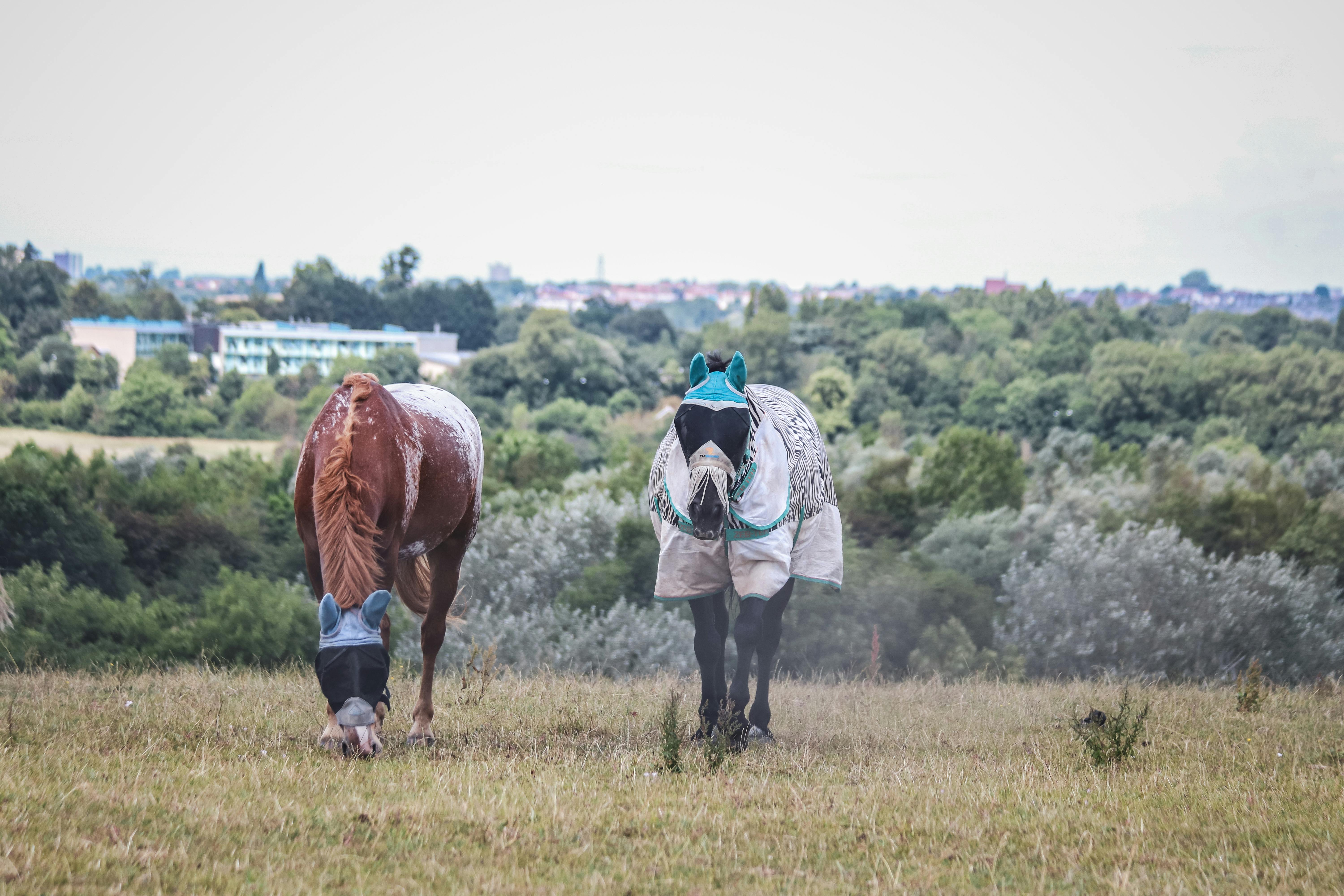 two horses in blindfolds grazing grass on a pasture