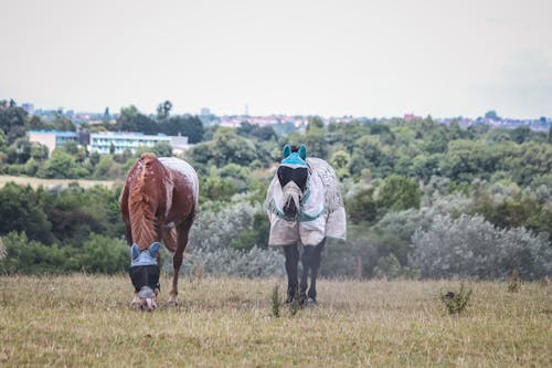 Two Horses in Blindfolds Grazing Grass on a Pasture