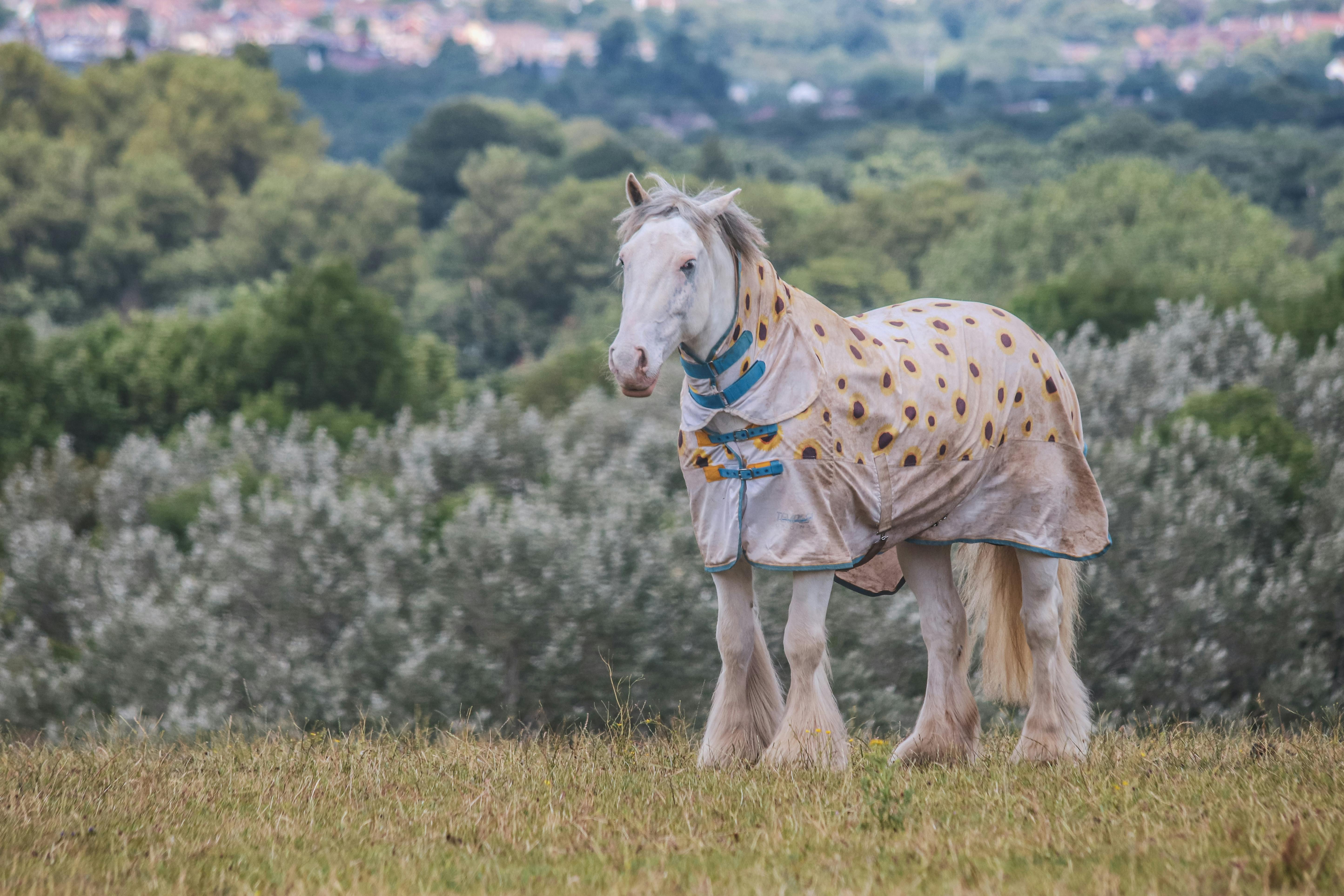 A white horse stands in a lush green field wearing a patterned protective blanket.