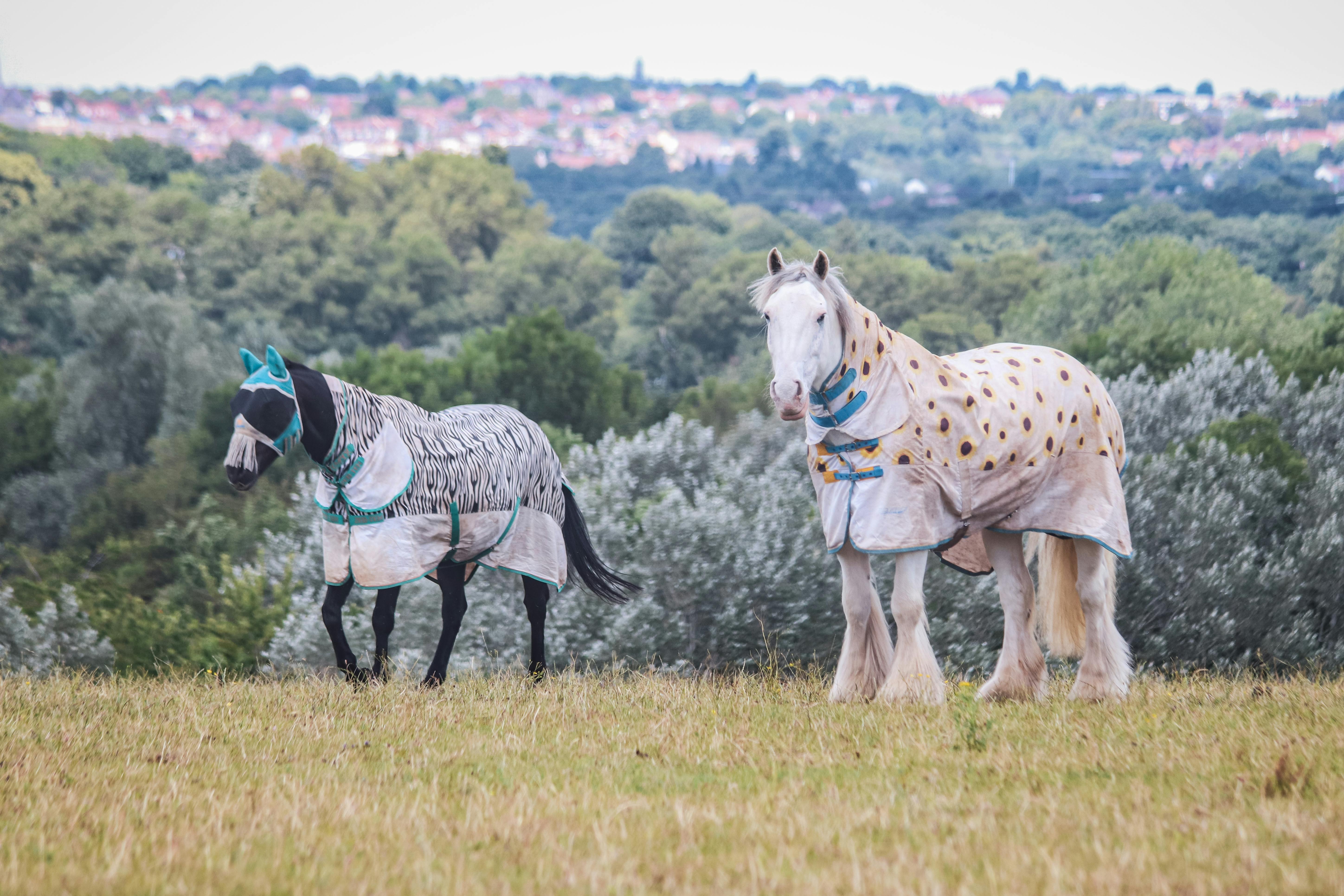 Two horses wearing patterned rugs stand in a lush meadow with a scenic backdrop.