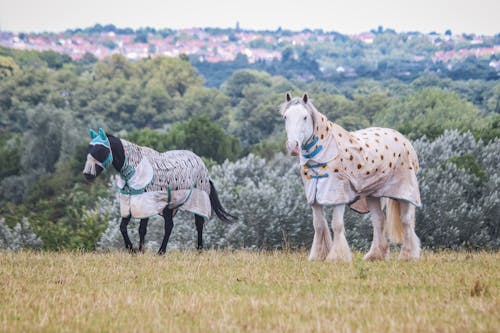 Fotobanka s bezplatnými fotkami na tému dedinský, farma, hospodárske zviera