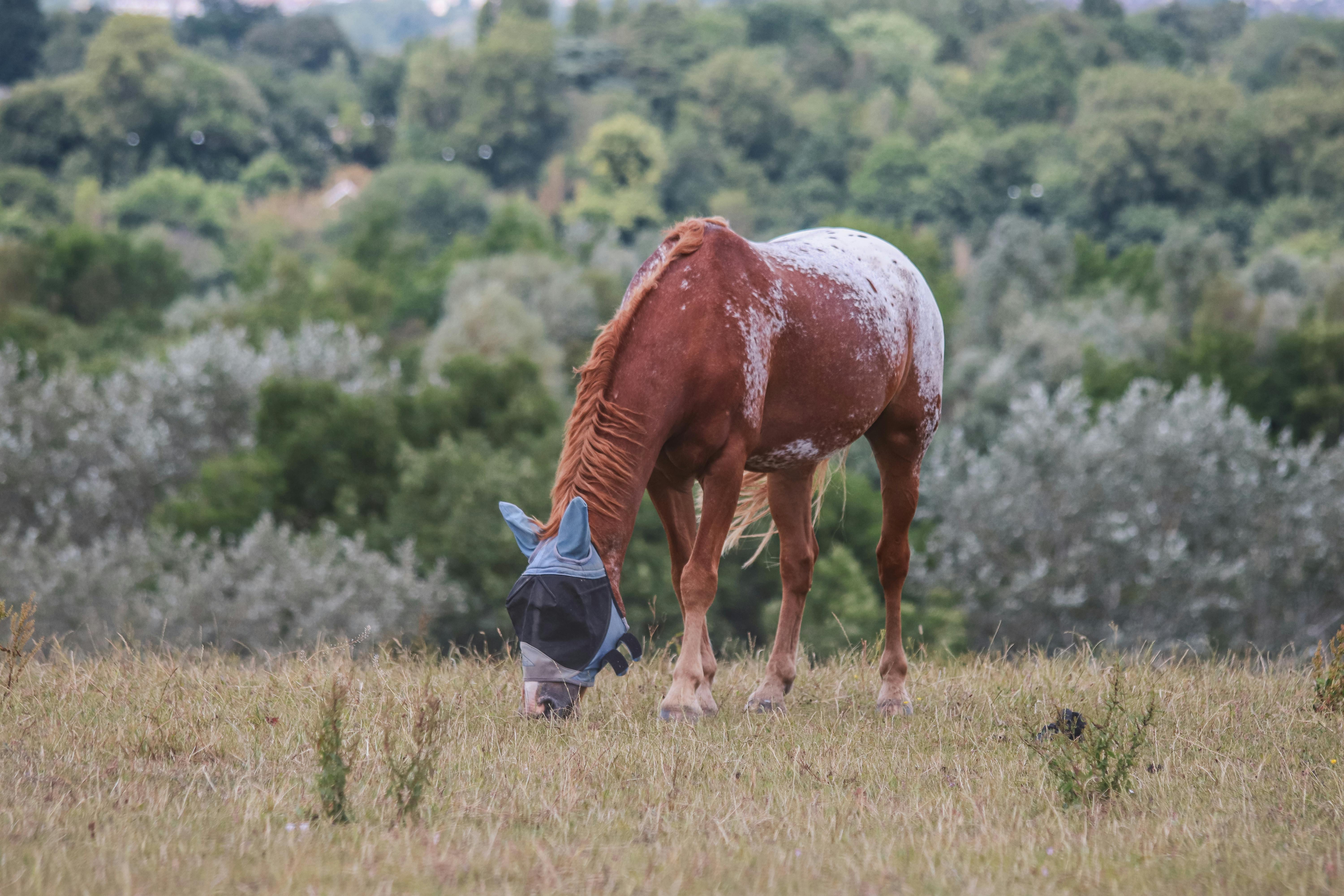 A serene Appaloosa horse with a fly mask grazes in a tranquil rural pasture.