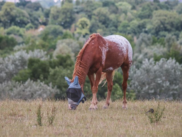 Illustrative stock photo: Horse Fly Mask with Ears (UV Protection)