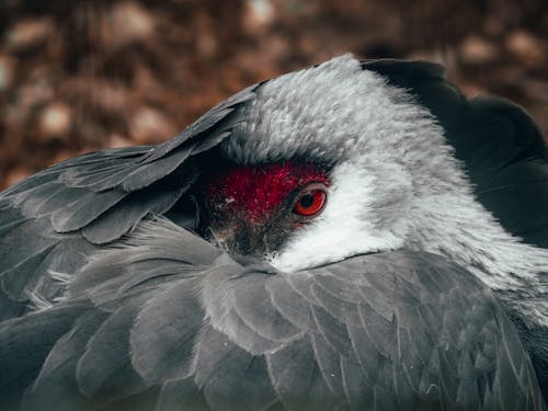 Close-up of a Crane Hiding Its Head in the Feathers 