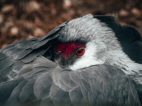 Detailed close-up of a crane with vibrant red eye, showcasing its intricate feathers.