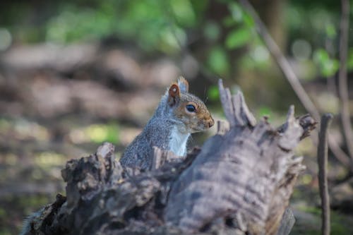 Close-up of a Squirrel in the Forest 