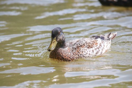 Free A close-up of a colorful duck swimming gracefully in calm waters. Stock Photo