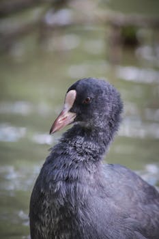 Detailed close-up of a Eurasian Coot in natural habitat with water background.