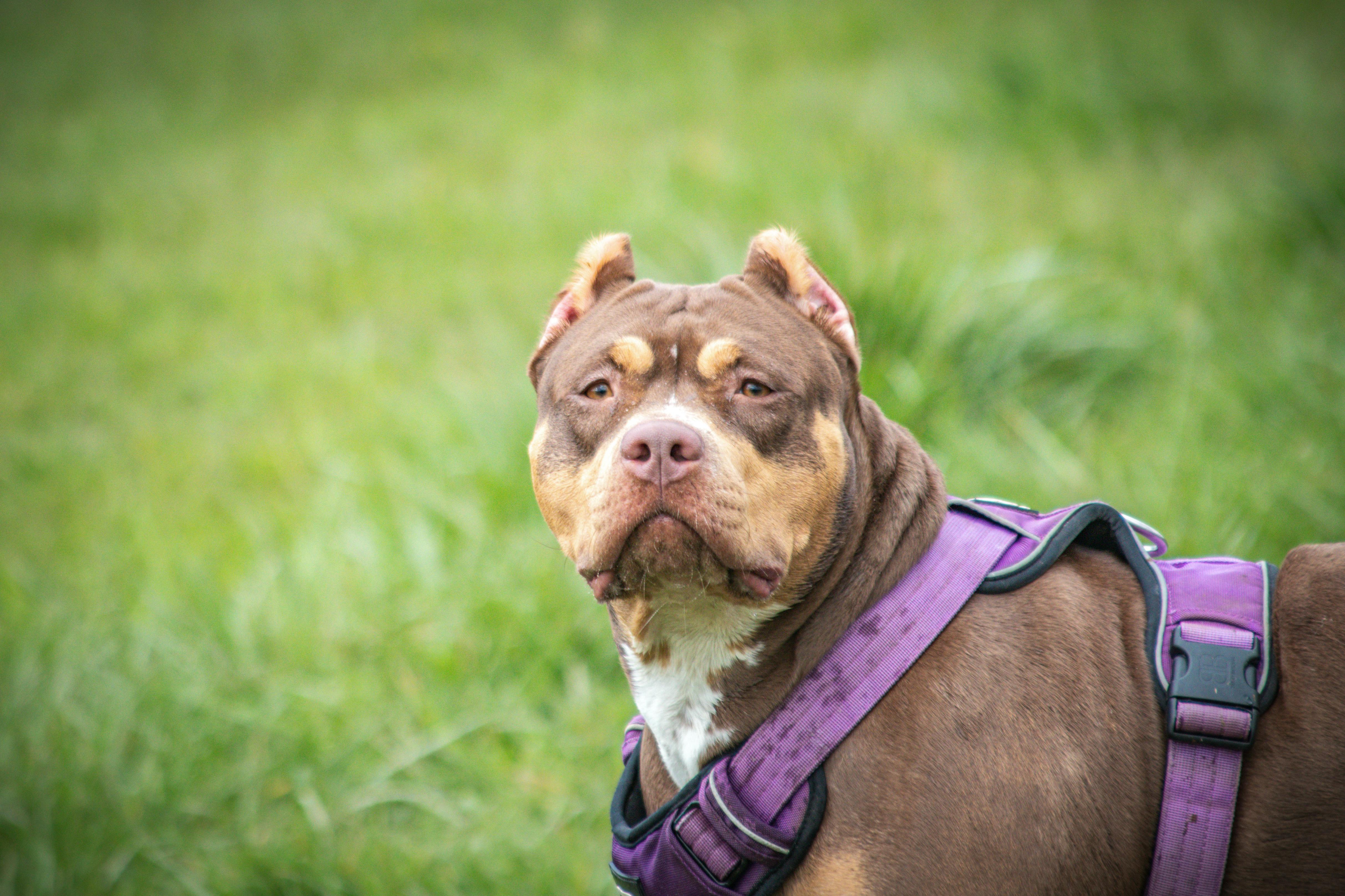 Close up of Pit Bull