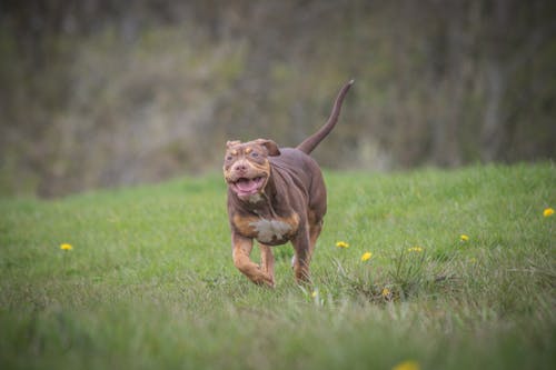 Running Dog on Grassland