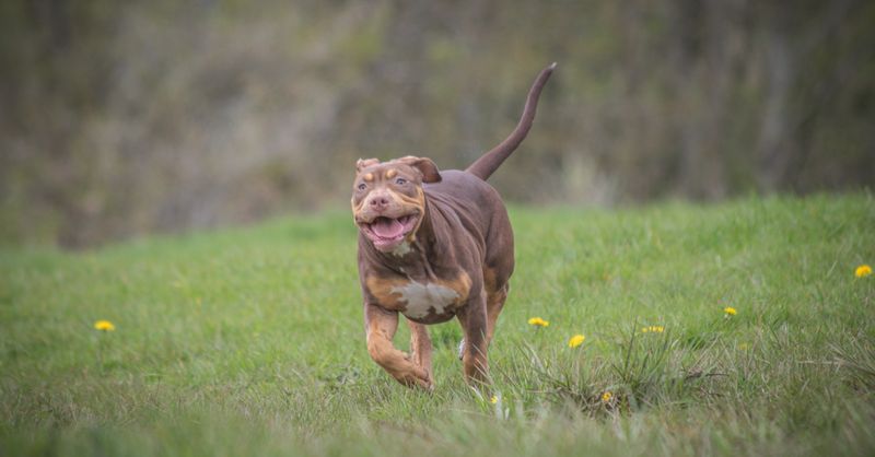 American Bully : Guide complet race 2026