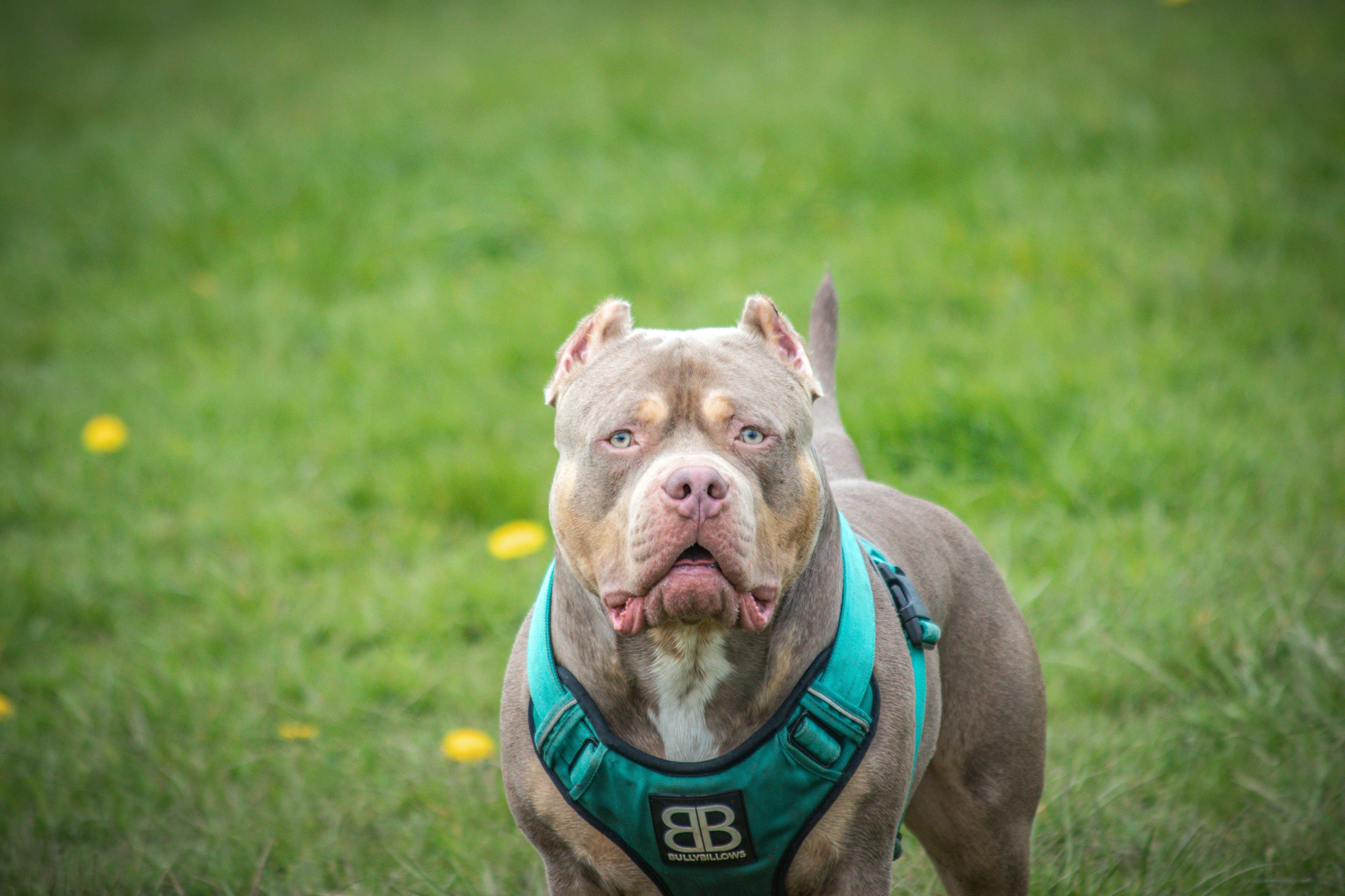 Pit Bull in Collar