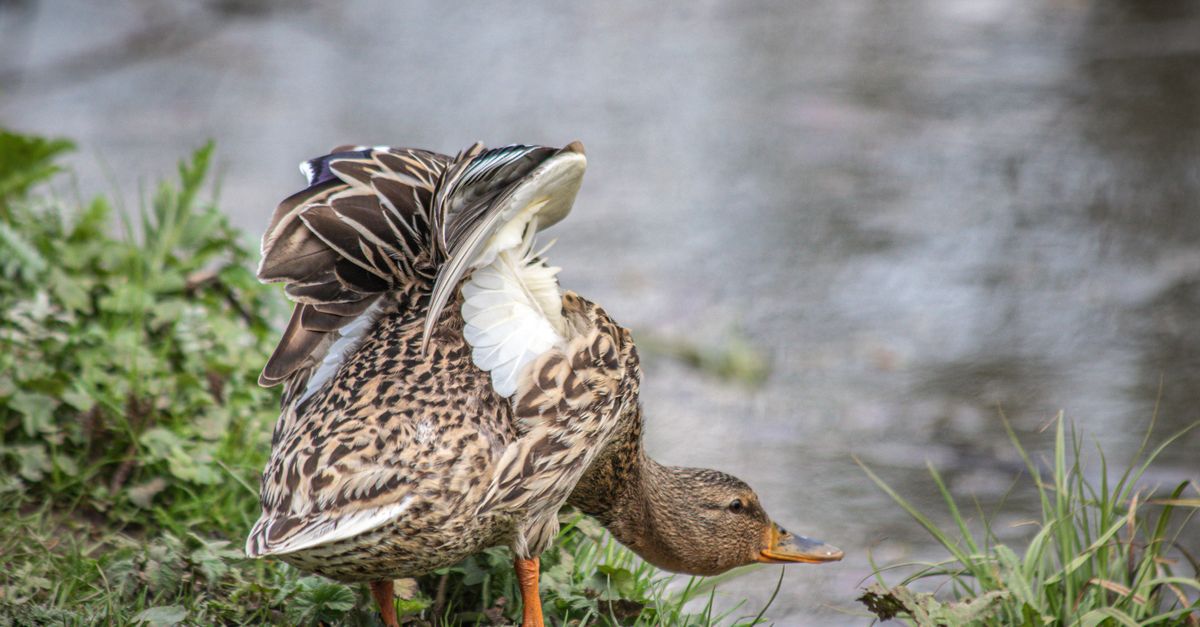 Duck Rear Back View of Duck · Free Stock Photo