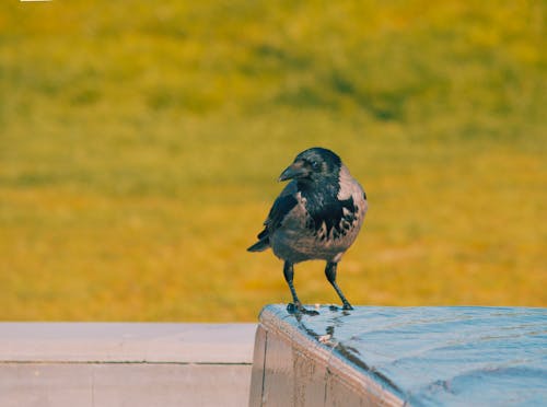 Close up of Hooded Crow