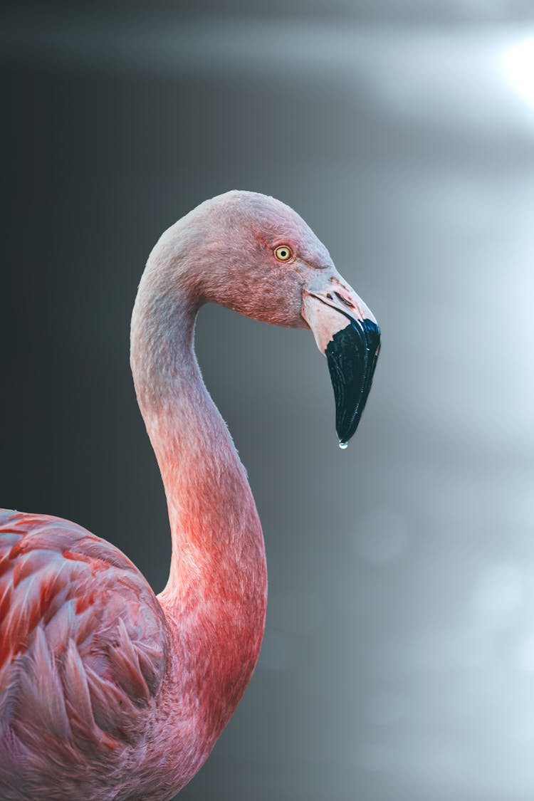 Flamingo Standing By The Water