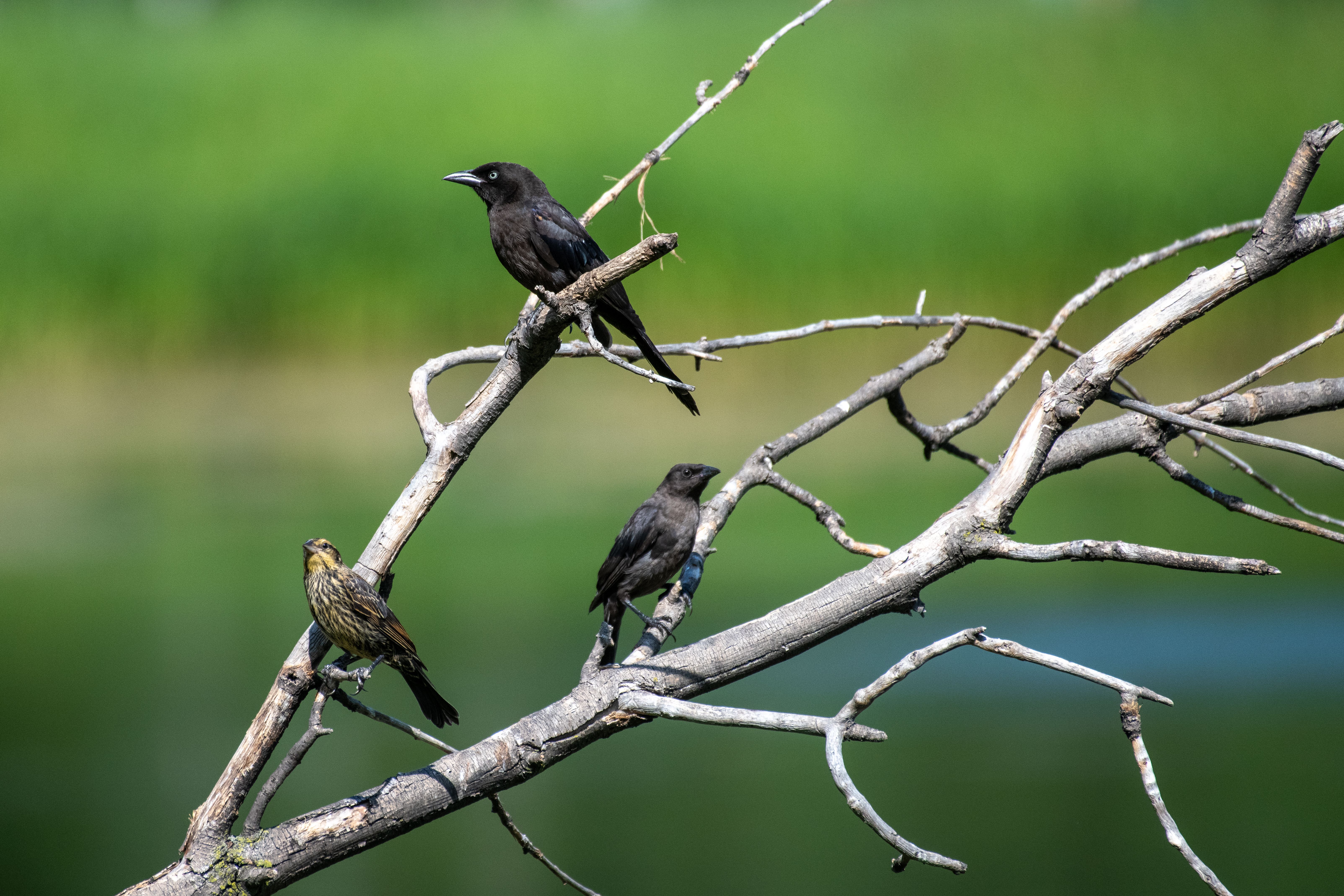birds in nature