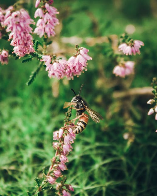 Bee Pollinating on Flower