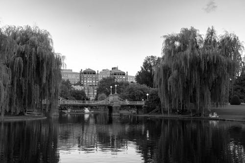 Weeping Willows and Pond in Park in Black and White
