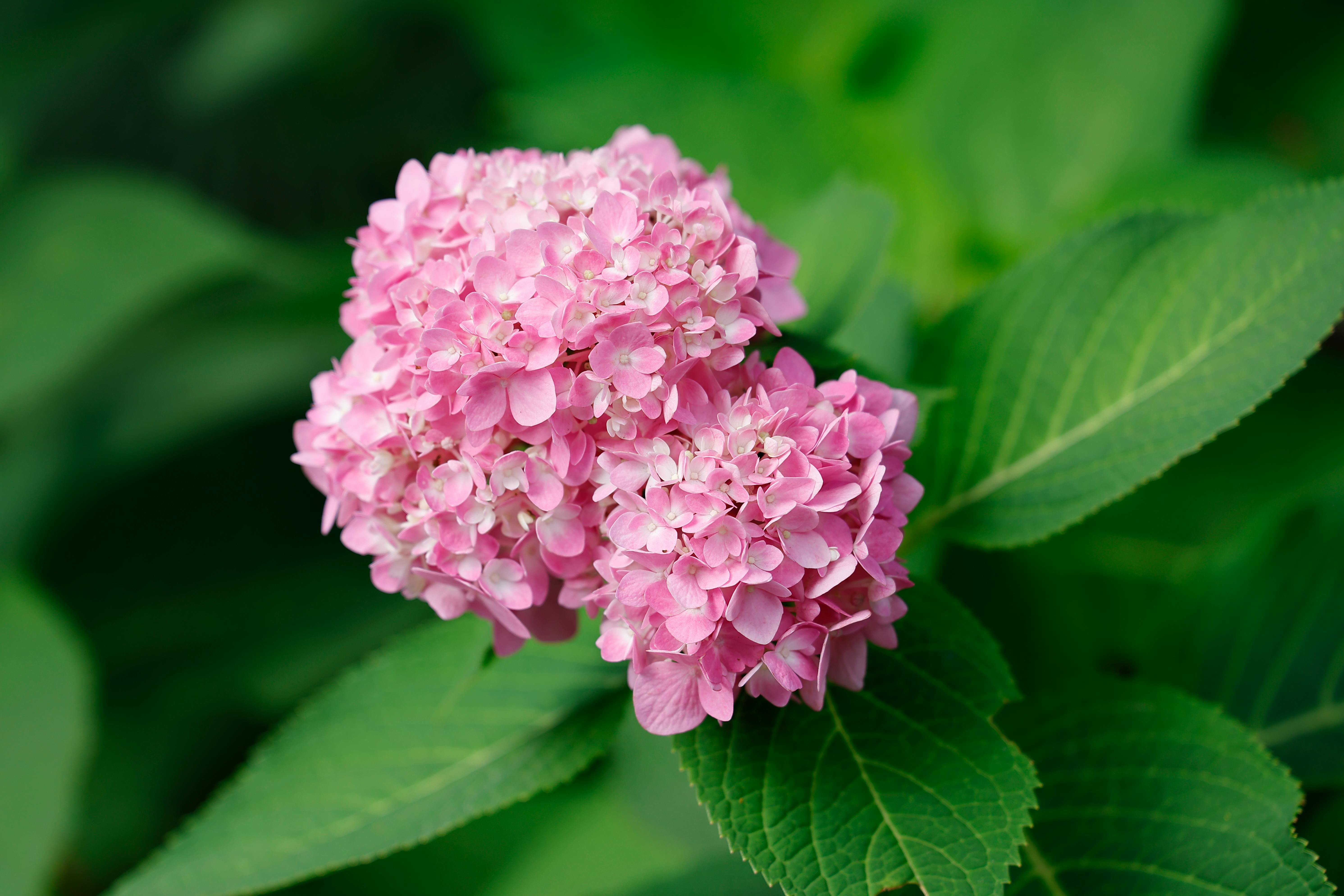 How To Make Hydrangeas Blue With Coffee Grounds