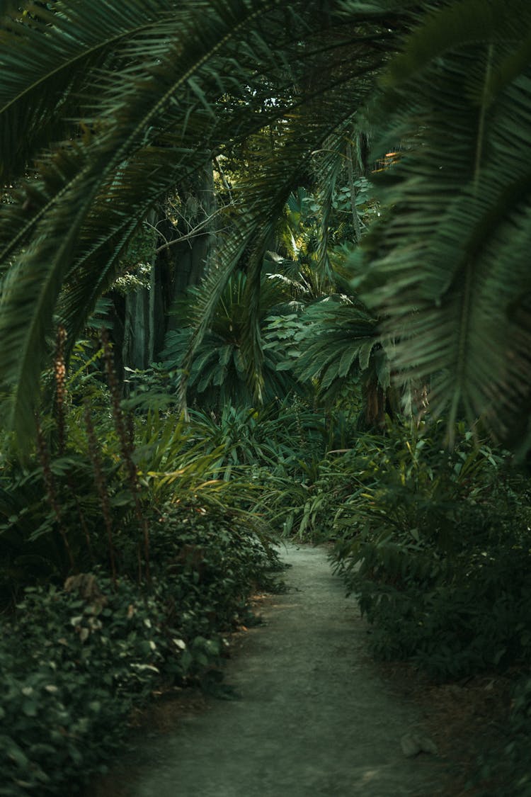 Path Among The Trees And Shrubs