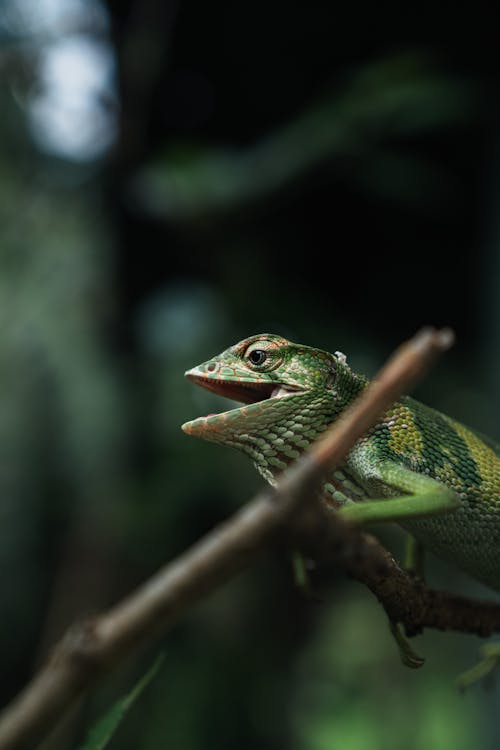 Close-up of a Lizard on a Branch 