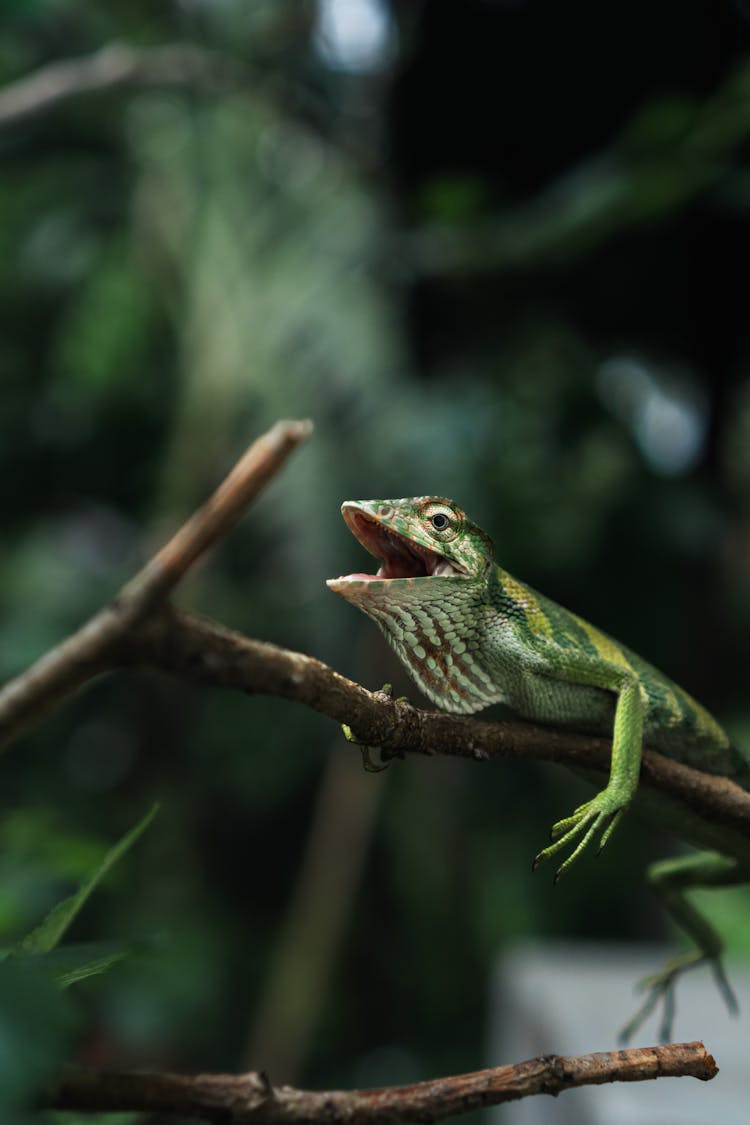 Chameleon In Nature