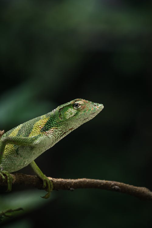 Close up of a Lizard