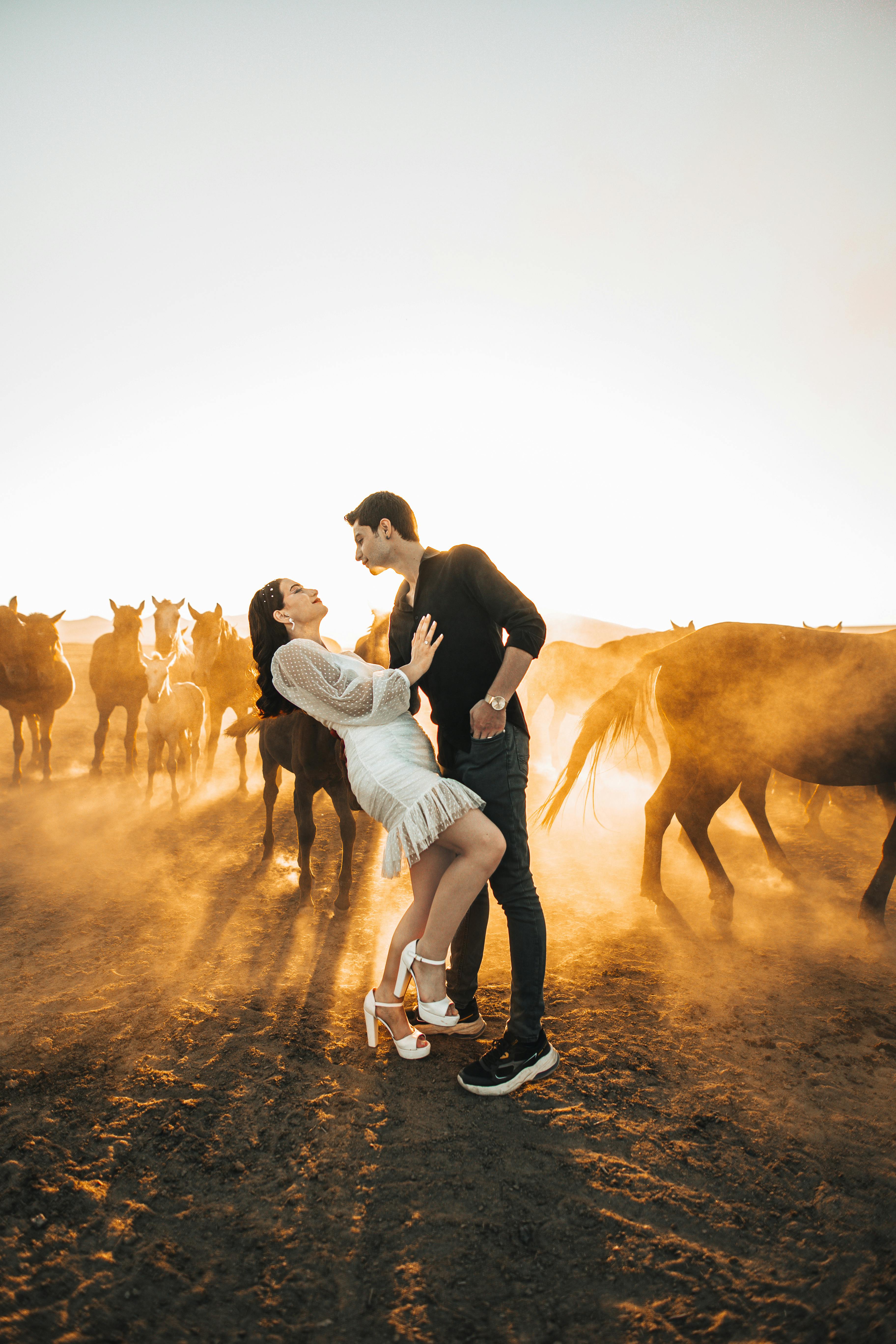 Male And Female Horses Photos, Download The BEST Free Male And Female