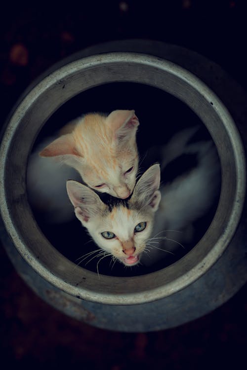 Δωρεάν στοκ φωτογραφιών με γατάκια, γάτες, γλυκούλι