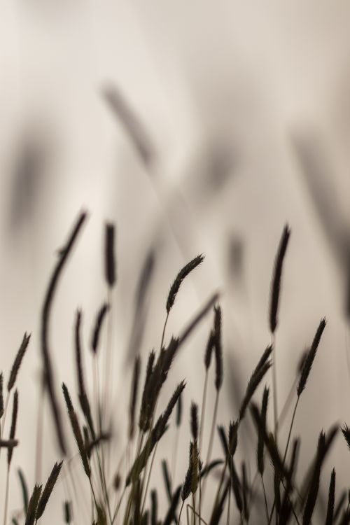 Free Artistic sepia-toned silhouettes of wheat spikes in rural Peru, capturing summer's essence. Stock Photo