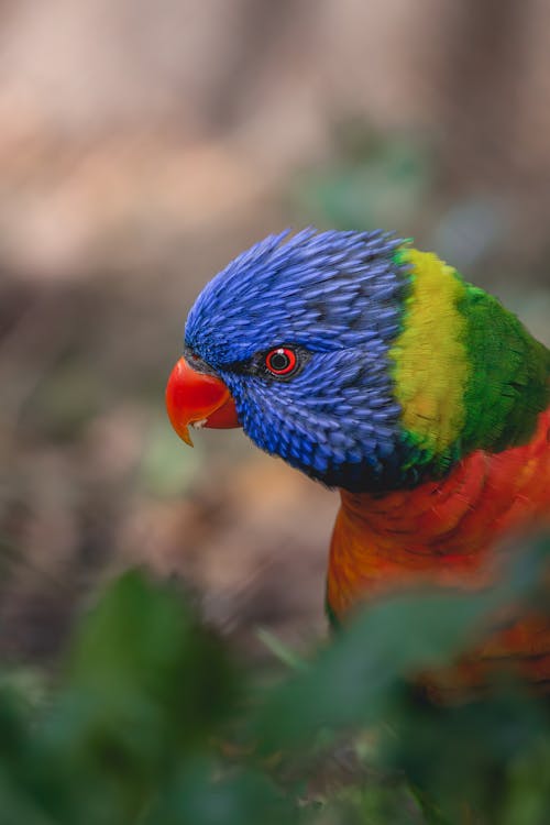 Colorful Loriini Parrot