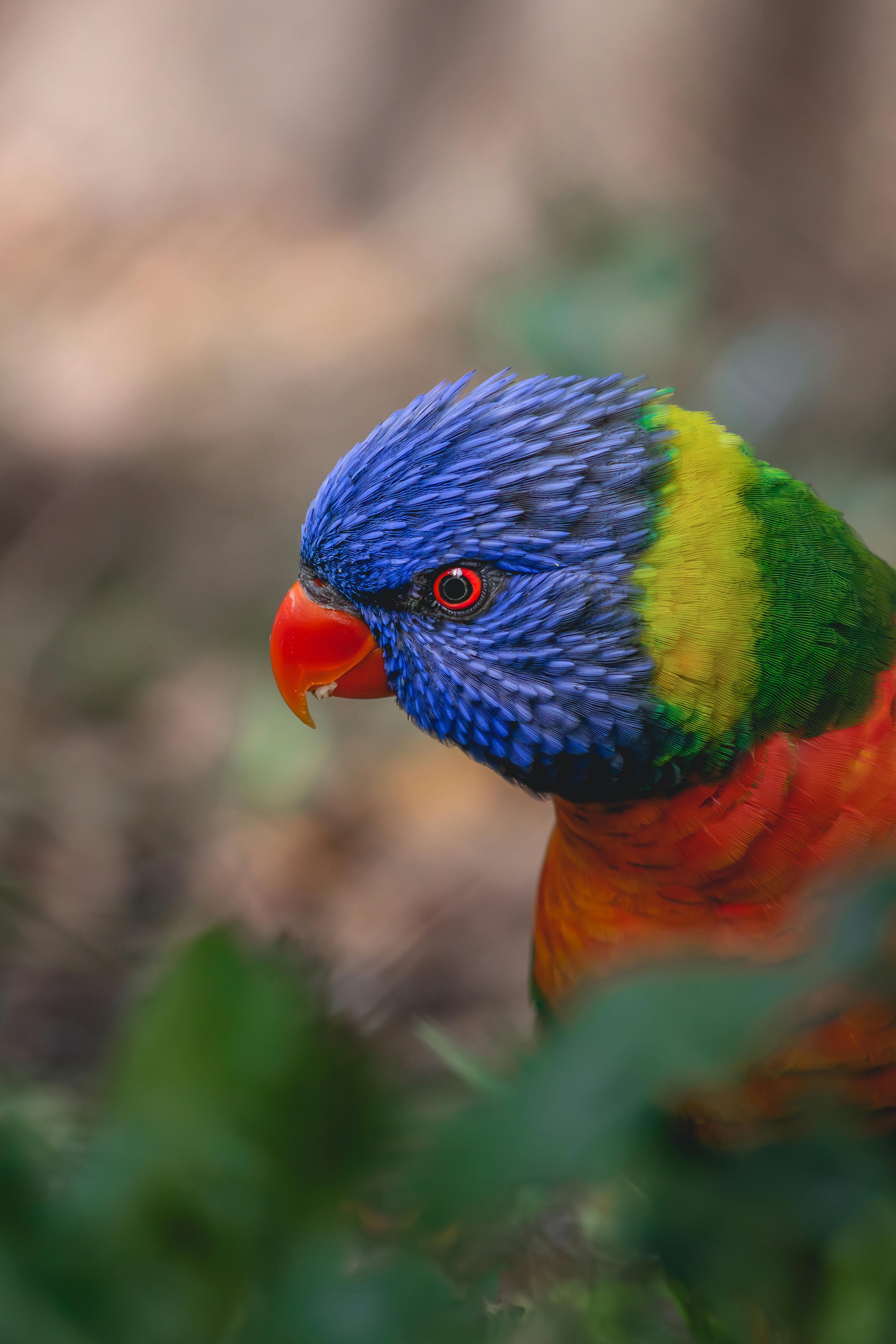 Android Wallpapers Photos, Download The BEST Free Android Wallpapers