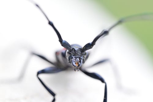 long-horned beetle