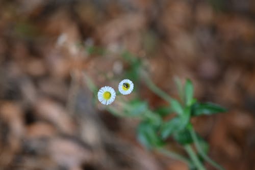 Two small flowers