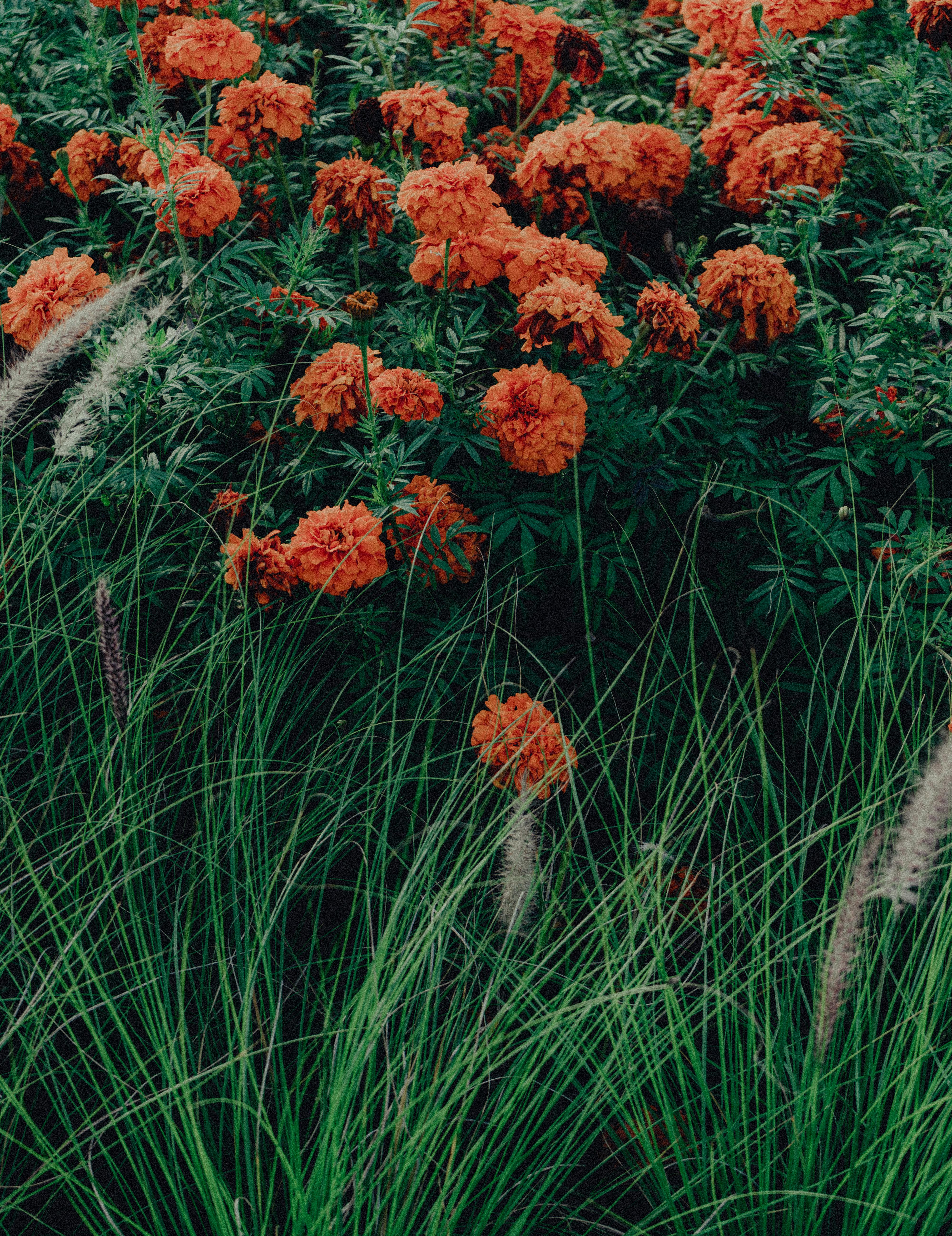 orange flowers in a field with grass