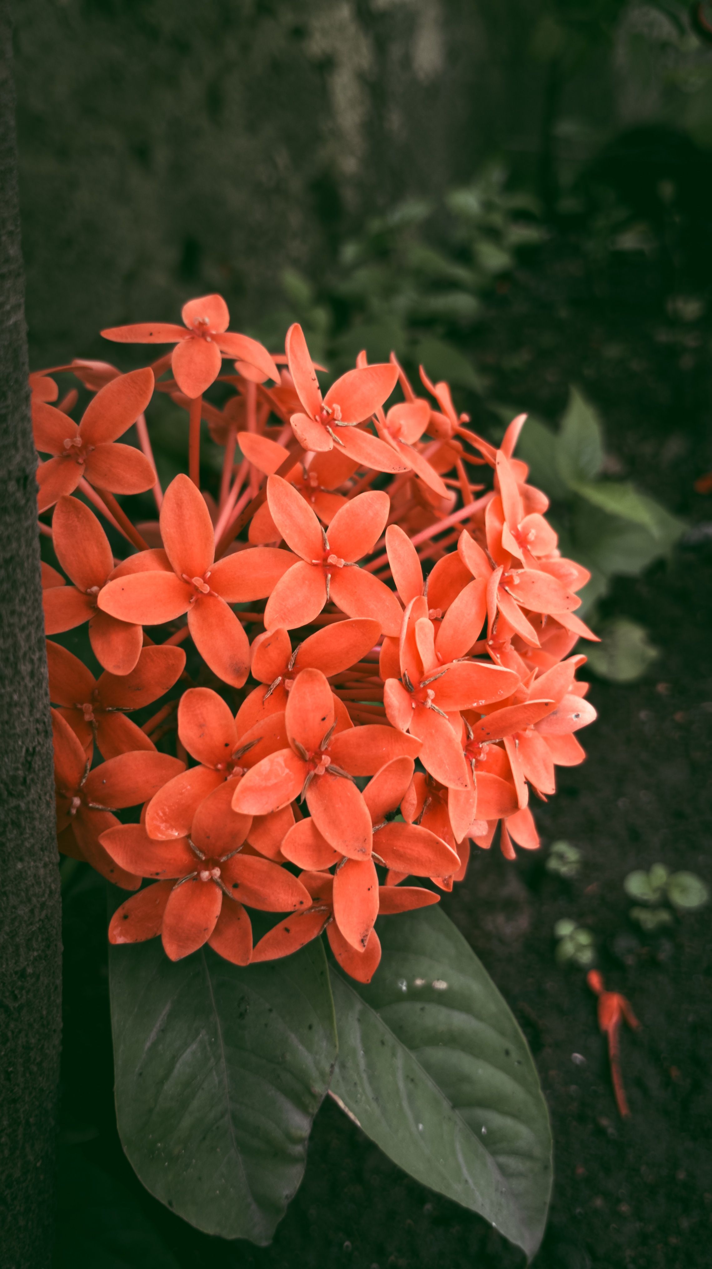 Red Flowers in Nature · Free Stock Photo