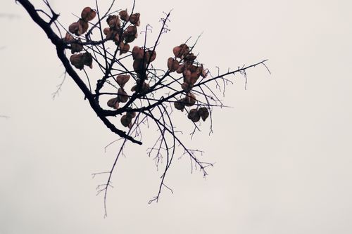 Free A bare branch with autumn leaves against a muted cloudy sky creates a minimalist scene. Stock Photo