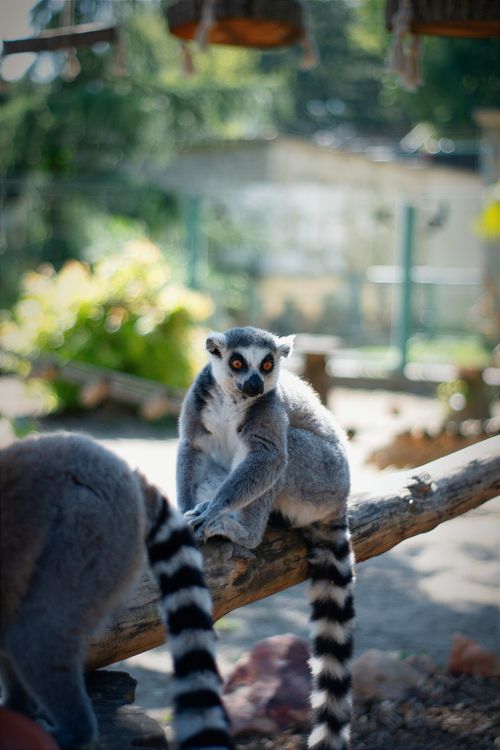 Free Ring-tailed lemur sitting on a log with striped tail, captured in a zoo setting with natural light. Stock Photo