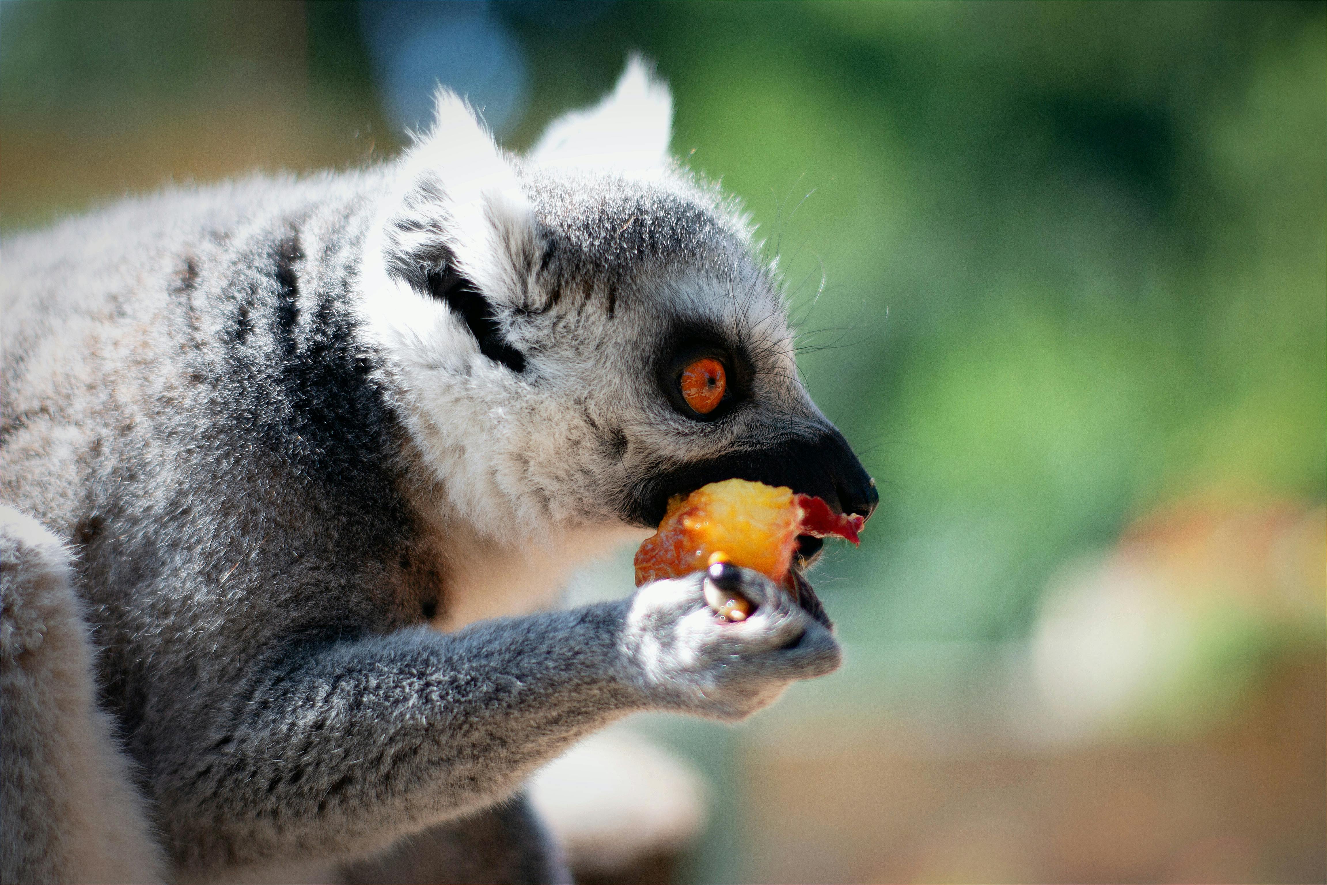 Detailed shot of a ring-tailed lemur savoring a juicy fruit in natural surroundings.