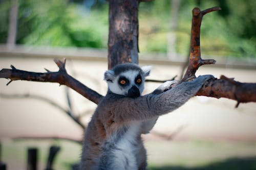 Photo of a Lemur Holding a Bare Tree