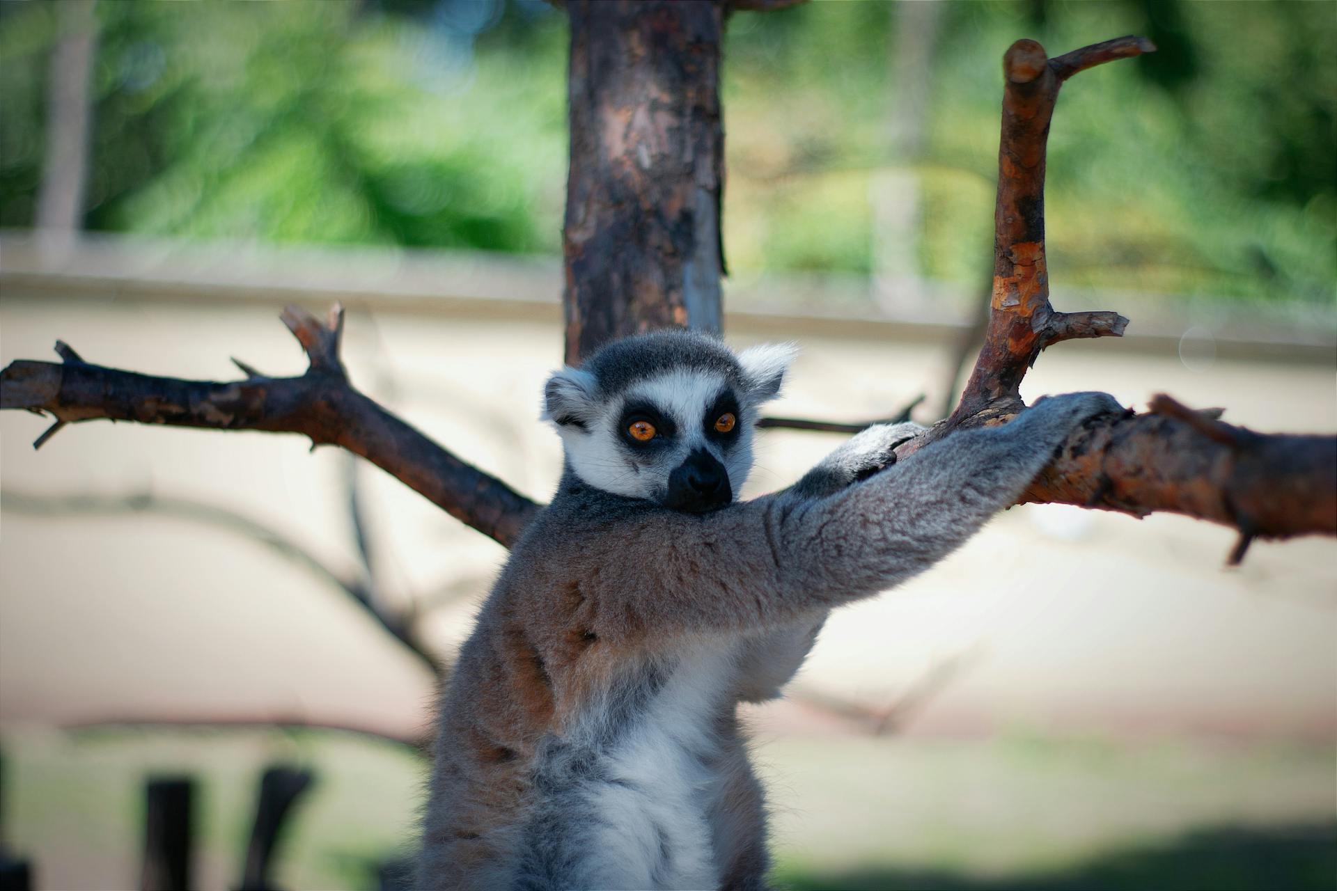 Charming ring-tailed lemur resting on a bare tree branch in a Hungarian zoo. Captivating wildlife scene.