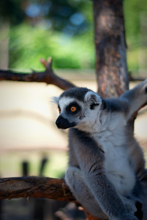 Free Close-up of a ring-tailed lemur perched on a branch in Hungary's lush outdoors. Stock Photo